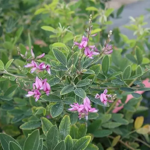 Lespedeza thungergii Gibraltar von Baumschule