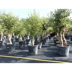 gruenwaren jakubik Olivenbaum - Olive Angebot 150-180 cm, winterhart und beste Qualität mit dicken Stämmen von 20-35 cm Umfang