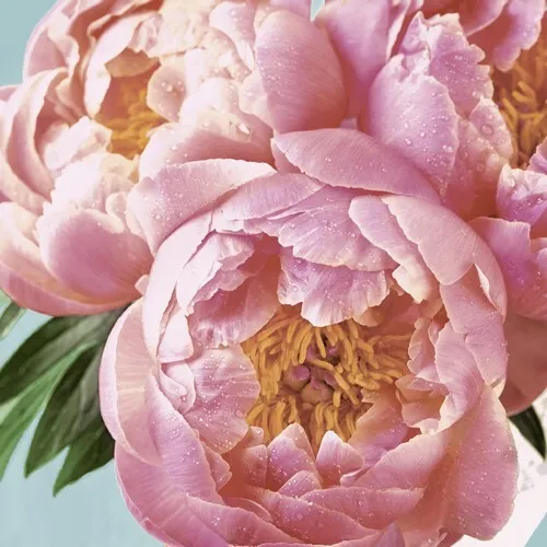 Servietten Pink Peony Pfingstrosen Blumen Frühling Garten rosa Deko 33x33cm 20