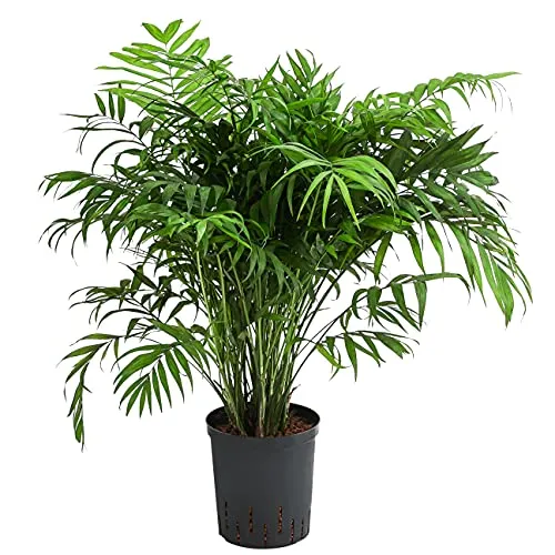 Produktbild Dehner Bergpalme