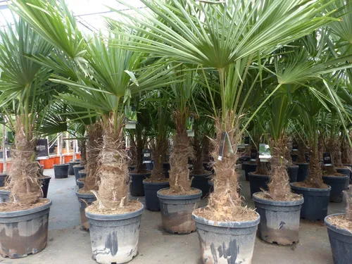 3 Stück XXL Hanfpalme Trachycarpus fortunei 180 cm - Palmen, winterhart und robust - hochwertige XXL Hanfpalmen mit kräftigen Stämmen, ideal für Gärten und Terrassen, Lieferung per Spedition.