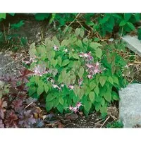 Epimedium X Youngianum Roseum Elfenblume Ca. 9x9 cm Topf