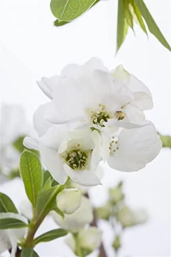 Exochorda rac. Niagara - Perlstrauch, 1 St. - Weiße Blütenpracht - Sonstige Elektroinstallationsartikel, ideal für sonnige, windgeschützte Standorte mit buschiger Wuchsform und schöner Blütezeit im April-Mai.