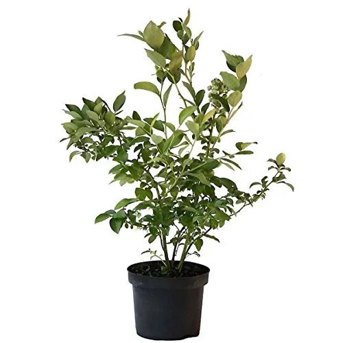 Heidelbeere Northland robuste Blaubeere Vaccinium corymbosum 40-60 cm groß inkl. 3 Liter Topf