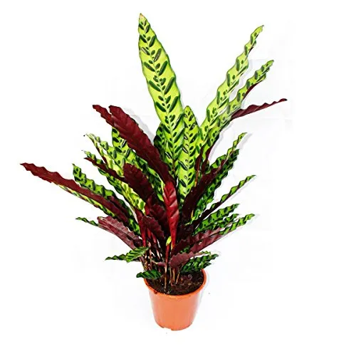 Exotenherz - XXL-Schattenpflanze Calathea lancifolia - Zimmerblume mit ausgefallenem Blattmuster, ideal für dunklere Standorte und pflegeleicht - Topfgröße 17cm, Höhe ca. 60-70cm.