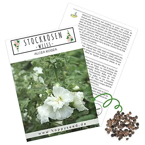Stockrosen Samen zweijährig (Alcea Rosea, 100 Korn) - Wunderschöne Rosen mit langer Blütezeit für besondere Akzente in Ihrem Blumenbeet (Weiß)