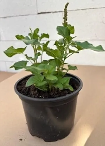 Guter Heinrich von Baumschule