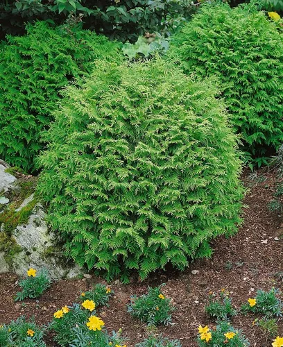 Pflanzen für Dich Konifere Chamaecyparis lawsoniana Globosa, 1 St., Lawsons Scheinzypresse, Kugel-Scheinzypresse, kugelform, immergrün