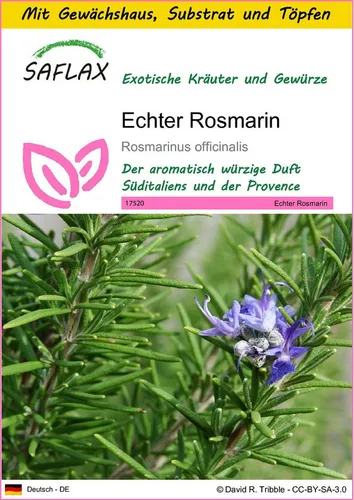 SAFLAX Kräutersamen SAFLAX - Anzuchtset - Echter Rosmarin
