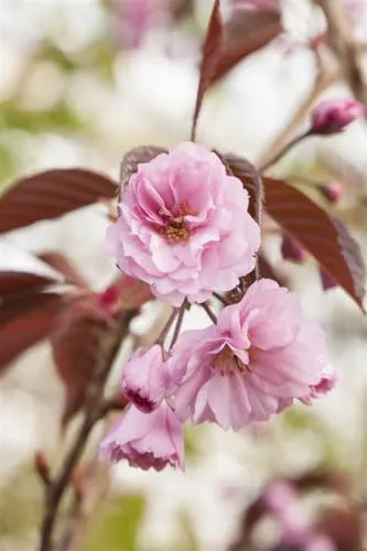 Prunus serrulata 'Royal Burgundy' - Japanische Zierkirsche mit rosa Blüten - Baumsamen & -pflanzen, pflegeleicht und dekorativ, zieht Bienen und Schmetterlinge an, ideal für sonnige Standorte und Gartenanfänger.