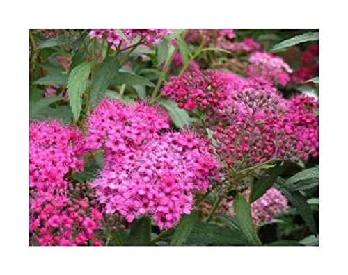 Stk - 60x Amerikanischer Meadowsweet Mädesüß Filipendula Ulmaria Samen A360 - Seeds & Plants Shop by Ipsa