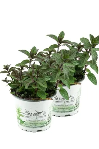 Produktbild 2er Set Schokoladen-Minze Pflanze, Schoko-Minze, Winterhart (Mentha piperita)