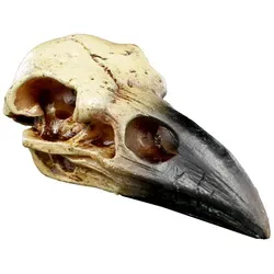 Figuren Shop GmbH Tierfigur Alchemy Rabenschädel von Figuren Shop