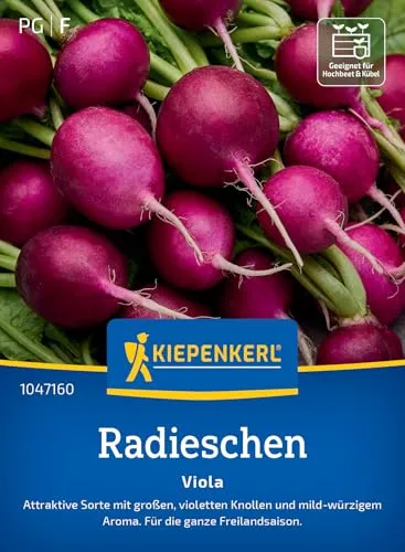 Kiepenkerl Radieschensamen Viola 1047160 - Attraktive violett-rote Knollen, mild-würzig - Perfekt für Topf & Hochbeet - Radieschen für die Freilandsaison