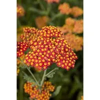 Achillea Filipendulina Walter Funcke Schafgarbe Ca. 9x9 cm Topf