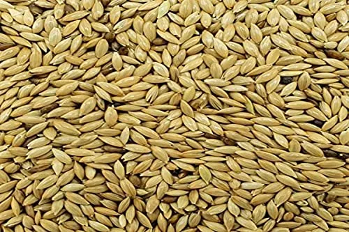 Alpiste Vogelfutter für Vögel, 25 kg von Versele-Laga