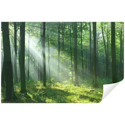 Wallarena Fototapete Wald Sonne Natur 3D EFFEKT Vlies Tapete Wohnzimmer Schlafzimmer, Glatt, Wald, Baum, Landschaft, Tapete inklusive Kleister Vliestapete Motivtapete 3.68 m x 2.54 m