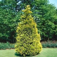 Chamaecyparis lawsoniana ‘Stewartii’ 175-200 cm – Immergrüne Scheinzypresse - Die Lawson-Scheinzypresse ‘Stewartii’ ist ein elegantes, immergrünes Nadelgehölz mit leuchtend gelber Belaubung. Ideal für Sichtschutz und als Ziergehölz, bringt sie Struktur und Farbe in jeden Garten.
