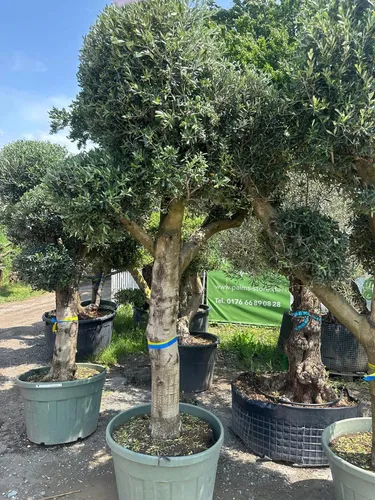 Olivenbaum XXXL ca. 80 Jahre Alt - Winterhart & Dekorativ - Imposanter Olivenbaum (Olea Europaea) ca. 80 Jahre alt, Höhe ca. 250 cm. Ideal für Innen- und Außenbereiche, pflegeleicht und winterhart bis -17 °C. Ein einzigartiges Highlight für jeden Garten!