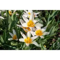 Tulipa Tarda Wildtulpe Ca. 9x9 cm Topf