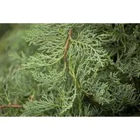 Juniperus virginiana 'Grey Owl' - Virginischer Wacholder - Ziergehölz mit silbergrauem Nadelkleid, pflegeleicht und ideal für sonnige bis halbschattige Standorte. Perfekt als Solitär oder Heckenpflanze, bringt das ganze Jahr über Struktur und Farbe in Ihren Garten.