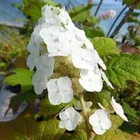 Eichenblättrige Hortensie 'Snow Queen' Hydrangea quercifolia 30 bis 40 cm im Container Herbstfärbung