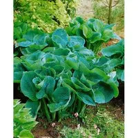 Hosta Tokudama Love Pat Funkie Ca. 11x11 cm Topf