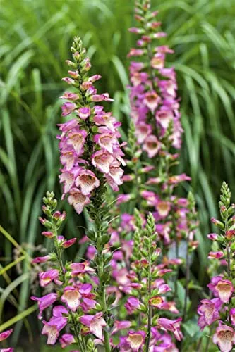 Digitalis purpurea – 9x9 cm Topf – Winterhart, Pflegeleicht – Fingerhut – Beetpflanze für Garten & Naturgarten