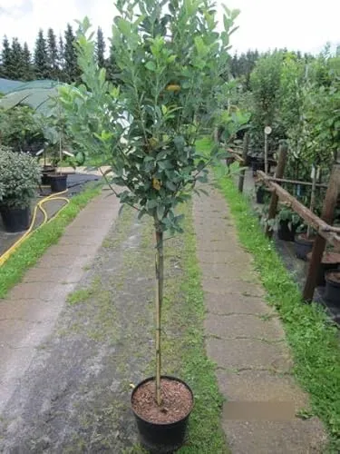 Hochstamm Felsenbirne Rainbow Pillar ® von Baumschule