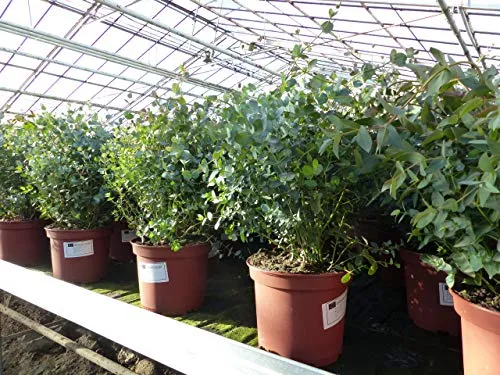 gruenwaren jakubik XXL Eucalyptus Gunni Gunnii Busch - Kräutersamen & -pflanzen, winterhart und bis zu 60 cm hoch, ideal für Garten und Terrasse, bringt mediterranes Flair in Ihr Zuhause.