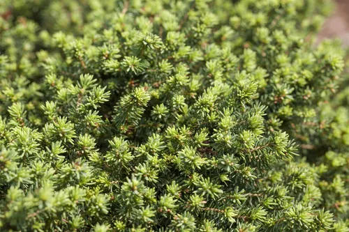 Picea abies 'Little Gem', Zwergfichte, kompakt, immergrün