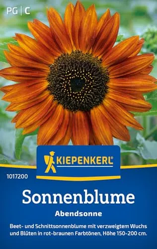 Kiepenkerl Sonnenblumensamen Abendsonne 1017200 - Blumensamen für Beet- und Schnittsonnenblume mit Inhalt für 20 Pflanzen - Saatgut, Blumenwiese