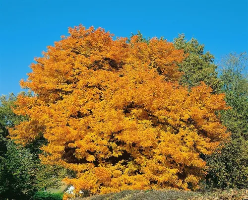 Sorbus domestica - Speierling, winterhart und bienenfreundlich - Obstsamen & -pflanzen mit attraktiven weißen Blüten und roten Früchten, die Vögel anziehen. Ideal für naturnahe Gärten, anspruchslos und perfekt für Anfänger.