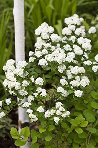 Prachtspiere Spiraea vanhouttei 100-125 cm - Schöne weiße Blüten von Mai bis Juni, ideal für pflegeleichte Hecken und winterhart bis -25 °C. Perfekt für Gartenanfänger und zieht Bienen sowie Schmetterlinge an.