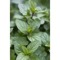 Mentha X Piperita Chocolate Schokoladenminze Ca. 9x9 cm Topf