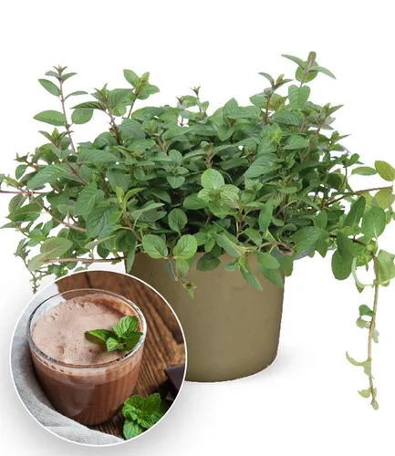 BALDUR Garten Gewürzkraut Minze 'Chocolate', 1 St., Schokoladenminze, winterhart, mehrjährig, pflegeleicht