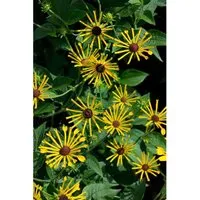 Rudbeckia Subtomentosa Henry Eilers Duft Sonnenhut Ca. 11x11 cm Topf