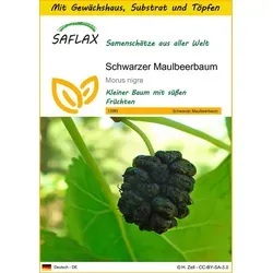 SAFLAX Blumensamen SAFLAX