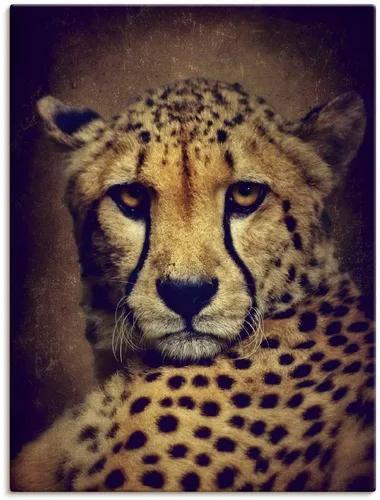 Artland Wandbild Gepard – Hochwertiger Kunstdruck - Kunstdrucke mit dem Motiv Gepard, handgefertigt in Deutschland. Hochauflösender Digitaldruck auf strukturierter Leinwand oder selbstklebendem Vinyl, ideal für jedes Zuhause.