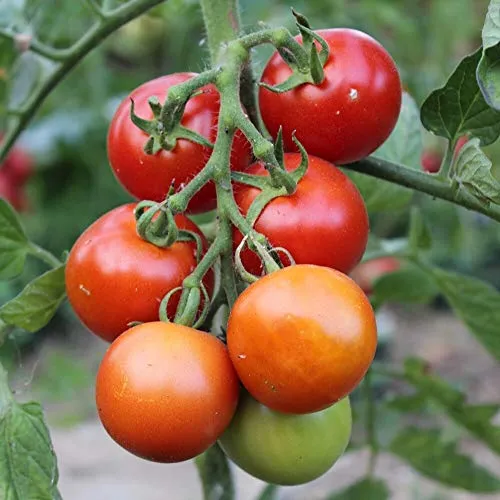 Moneymaker Tomatensamen