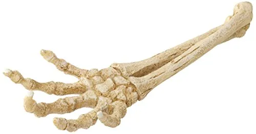 Aqua Della 234-422120 Aquariumdekoration Skelett-Hand, 26.8 x 9.4 x 4.5 cm