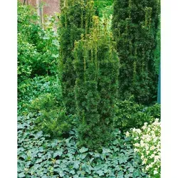 Taxus baccata 'Fastigiata', Säuleneibe, immergrün, 50–60 cm