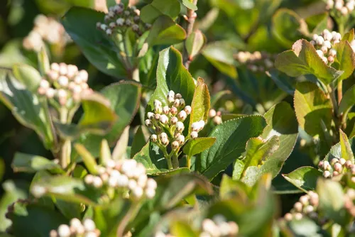 Aronia Melanocarpa Aron - Schwarze Apfelbeere 80–100 Cm - Beerensträucher mit weißen Blüten und tiefschwarzen Beeren. Robust und pflegeleicht, ideal für Hecken und Rabatten. Bienenfreundlich und winterhart, erreicht bis zu 200 cm Höhe.