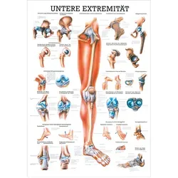 Untere Extremität Mini-Poster Anatomie 34x24 cm medizinische Lehrmittel, Nicht Laminiert