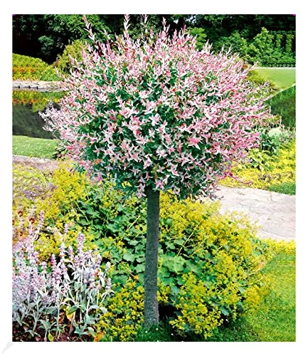 Produktbild BALDUR Garten Salix-Stämmchen Hakuro Nishiki