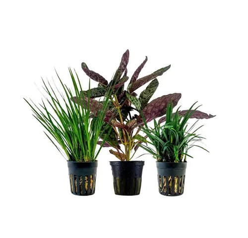 Wasserpflanzen von AquaOne