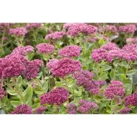 Sedum Telephium Herbstfreude Fetthenne 2-3 Liter Container