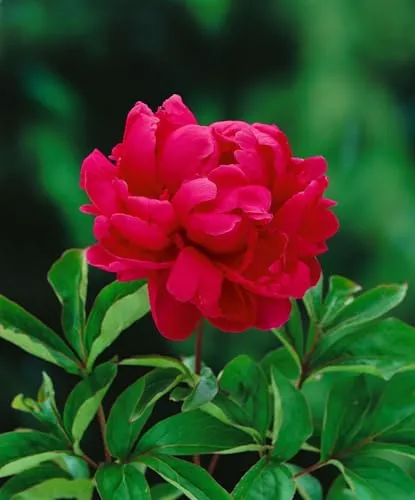 Paeonia lactiflora 'Adolphe Rousseau' 11x11 cm Topf – Winterhart, Mehrjährig, Pflegeleicht – Pfingstrose – Staude für Beet & Garten