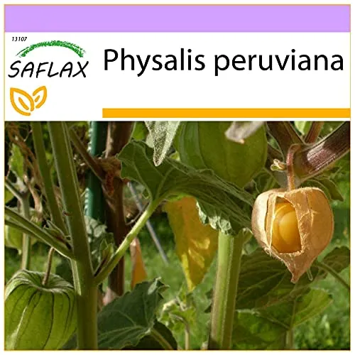 SAFLAX - Kapstachelbeere/Andenbeere - 100 Samen - Physalis peruviana