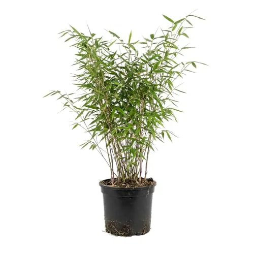 Bloomique